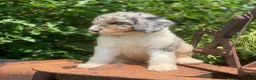 Standard Poodle dogs for sale: Storm - Ad 3