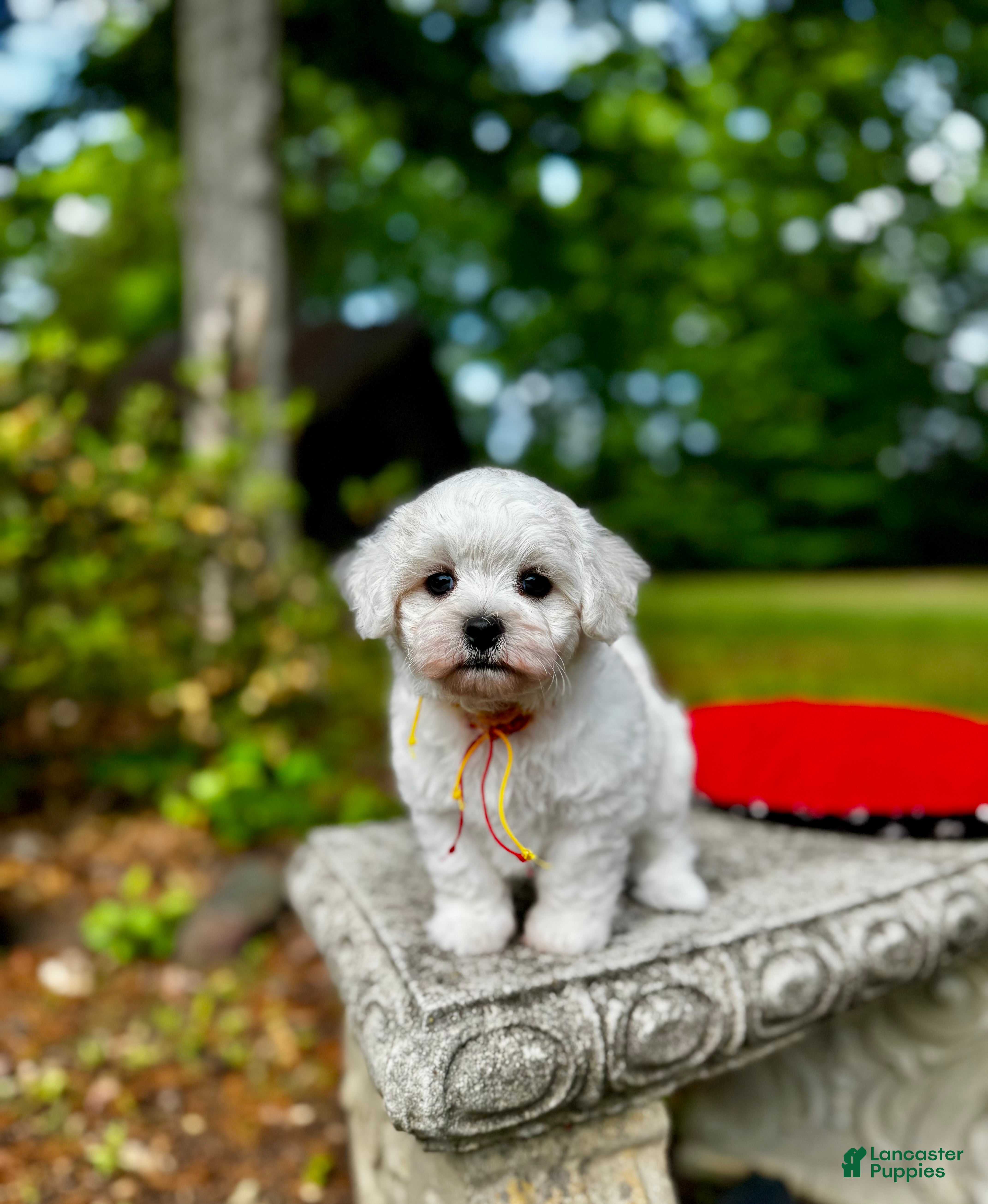 Maltipoo dogs Leaf  - Ad 9