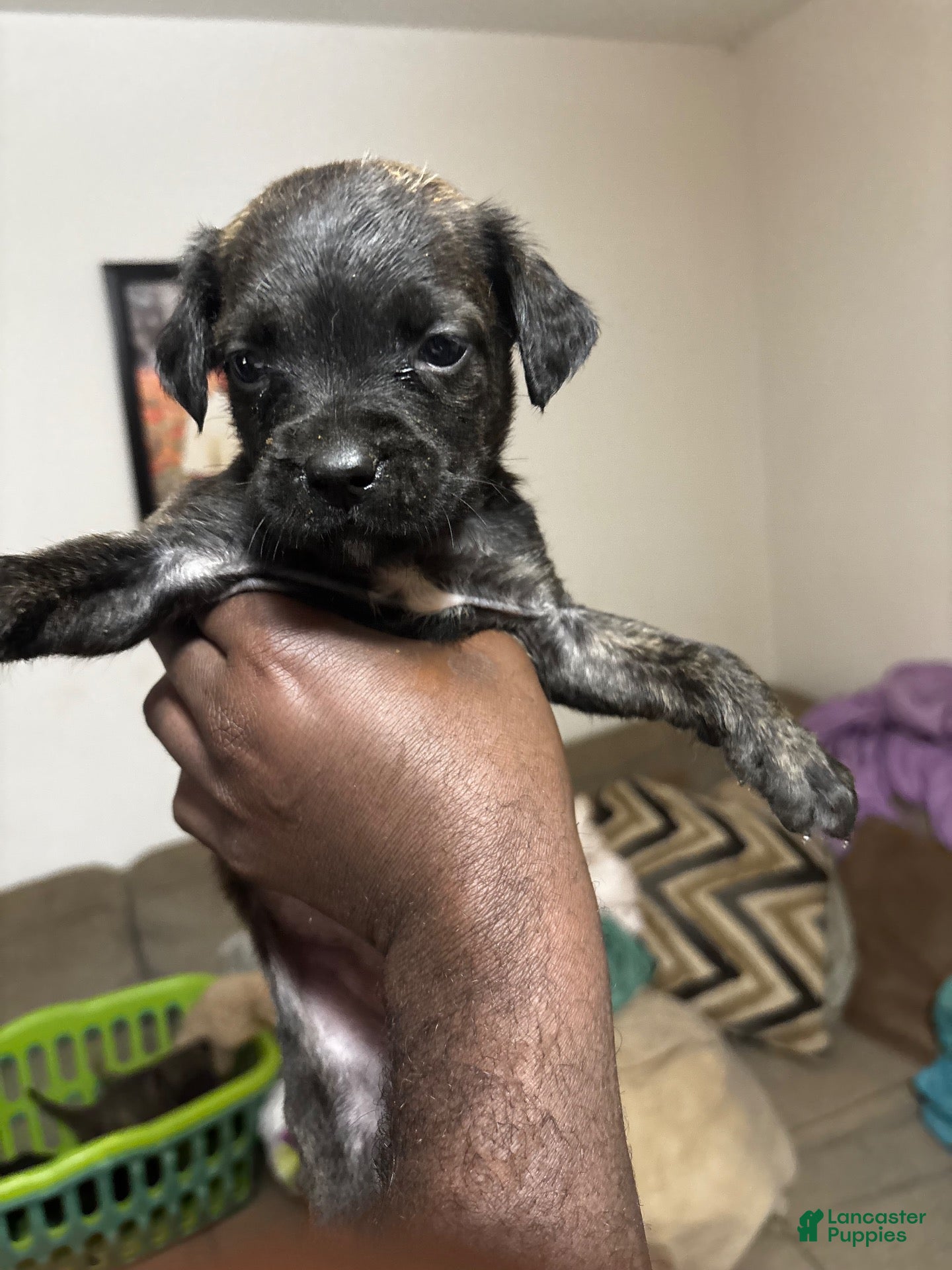 Mixed Breed dogs Mixed Breed 2 - Ad 29