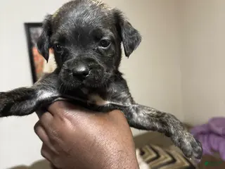 Mixed Breed dogs Mixed Breed 2 - Ad 29