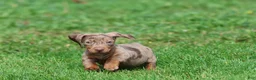 Miniature Dachshund dogs for sale: Swiss Rolls - Ad 4