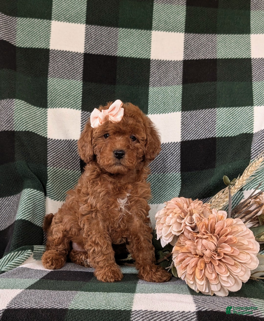 Shihpoo dogs for sale: Elsa - Ad 4