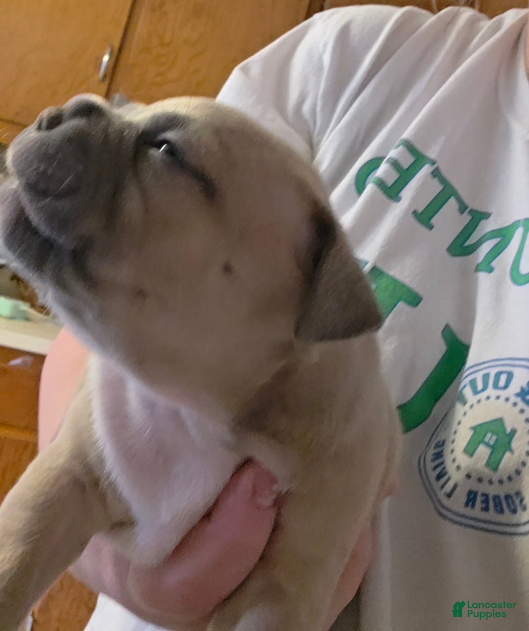 American Bully dogs for sale: Sienna - Ad 2