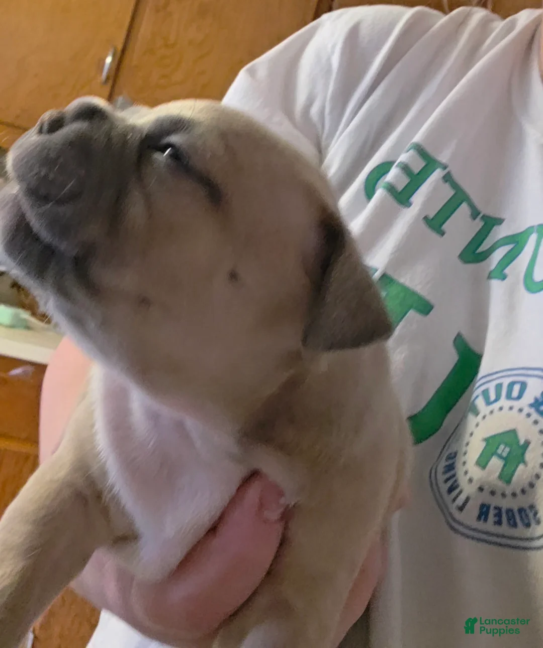 American Bully dogs for sale: Sienna - Ad 1