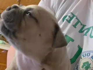 American Bully dogs for sale: Sienna - Ad 2