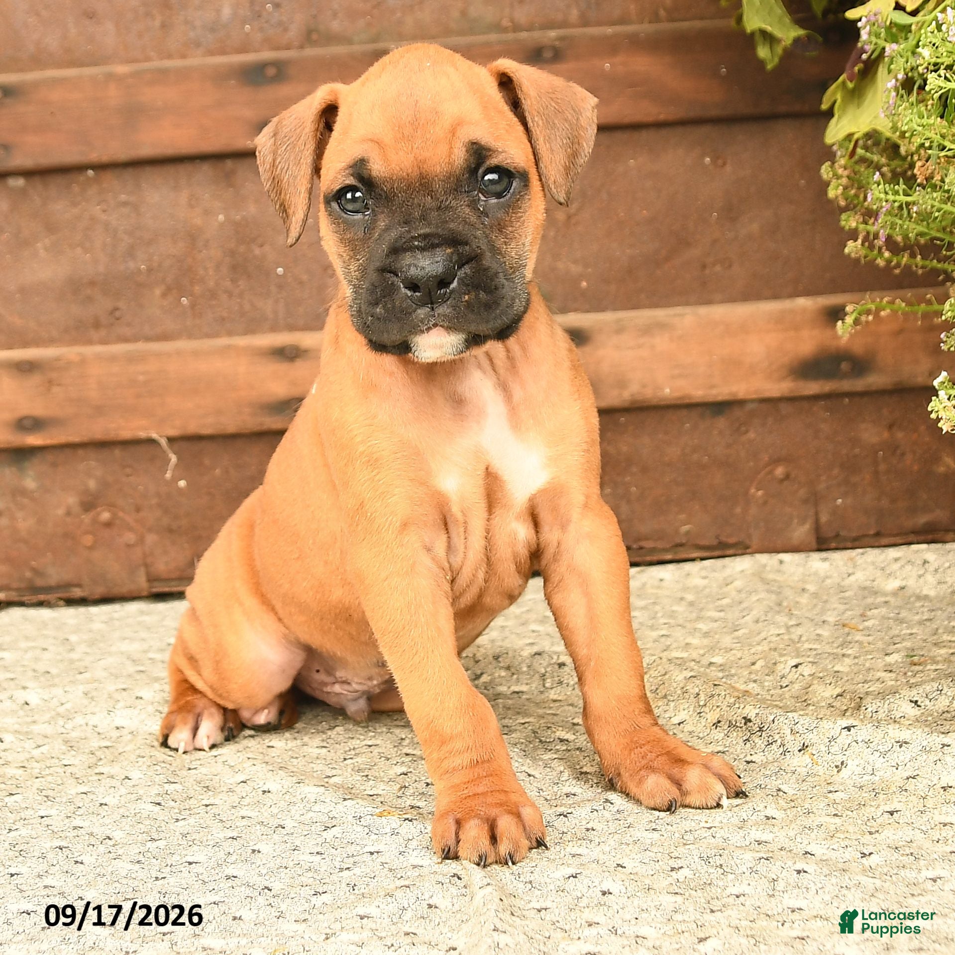 Boxer dogs Bear - Ad 2