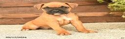 Boxer dogs for sale: Bear - Ad 2