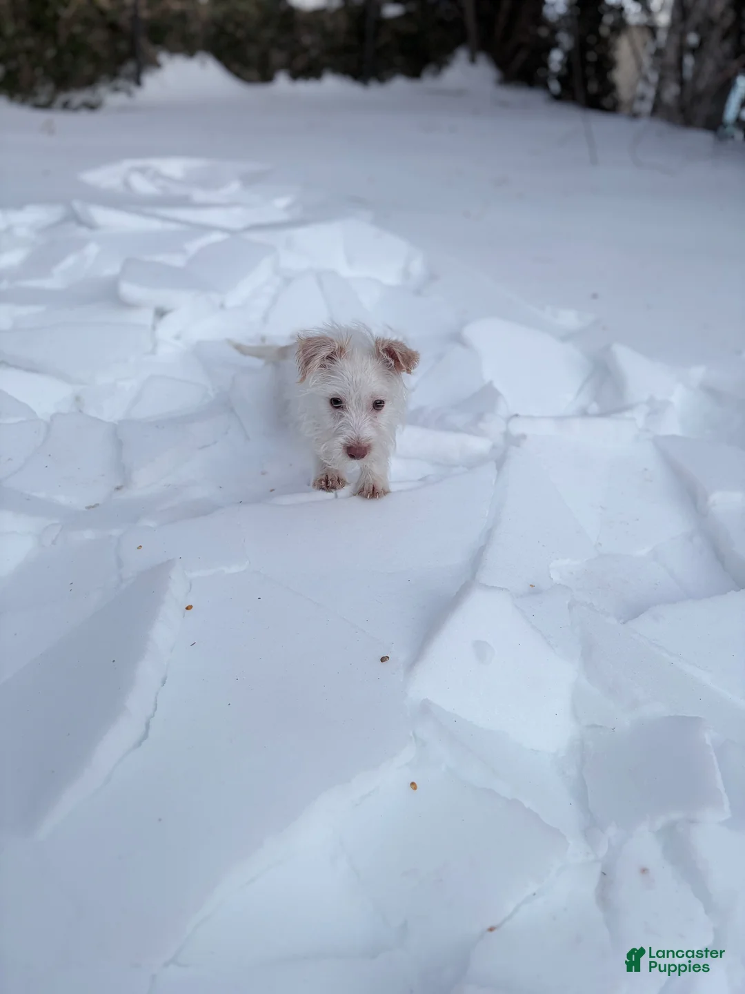 Morkie dogs for sale: Chanel - Ad 2