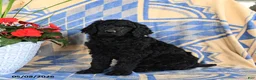 Standard Poodle dogs for sale: Volt  - Ad 2