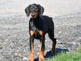 Doberman Pinscher dogs - Ad 9