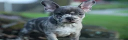 Frenchton dogs for sale: MINDY - Ad 26