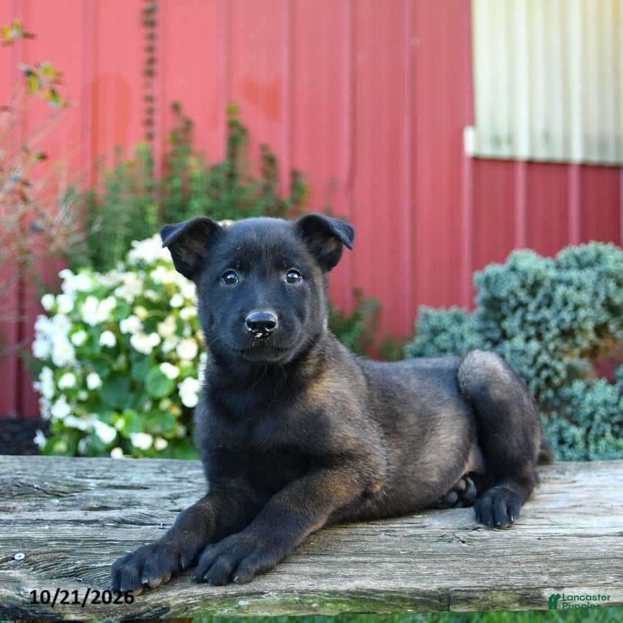 Belgian Malinois dogs for sale: Ellie - Ad 1