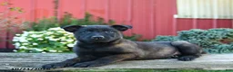 Belgian Malinois dogs for sale: Ellie - Ad 1