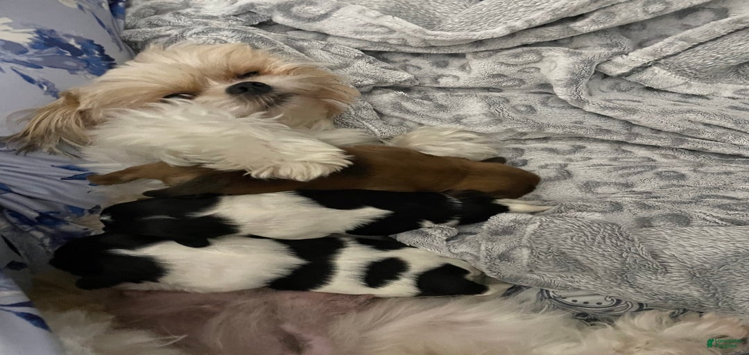 Gallery Image {{count}}