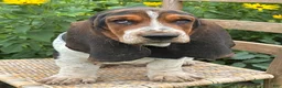 Basset Hound dogs for sale: Walter - Ad 12