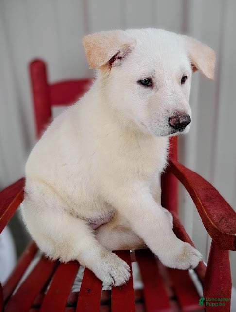 German Shepherd dogs Winter - Ad 2