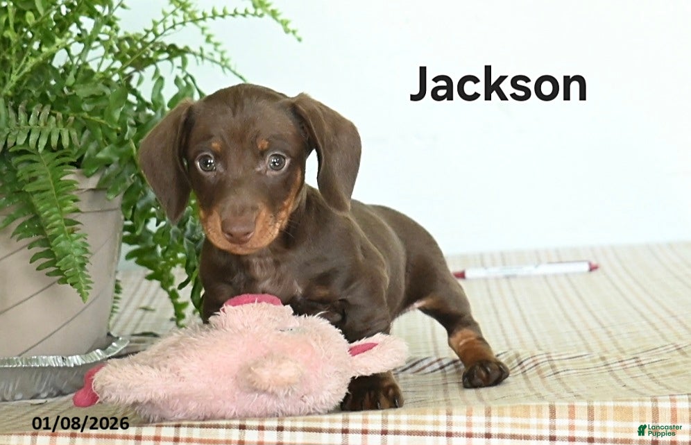 Miniature Dachshund dogs Jackson - Ad 42