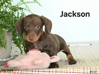 Miniature Dachshund dogs Jackson - Ad 37