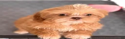 Shih Tzu dogs for sale: Hattie - Ad 4