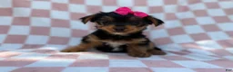 Yorkiepoo dogs for sale: Tazzy - Ad 1