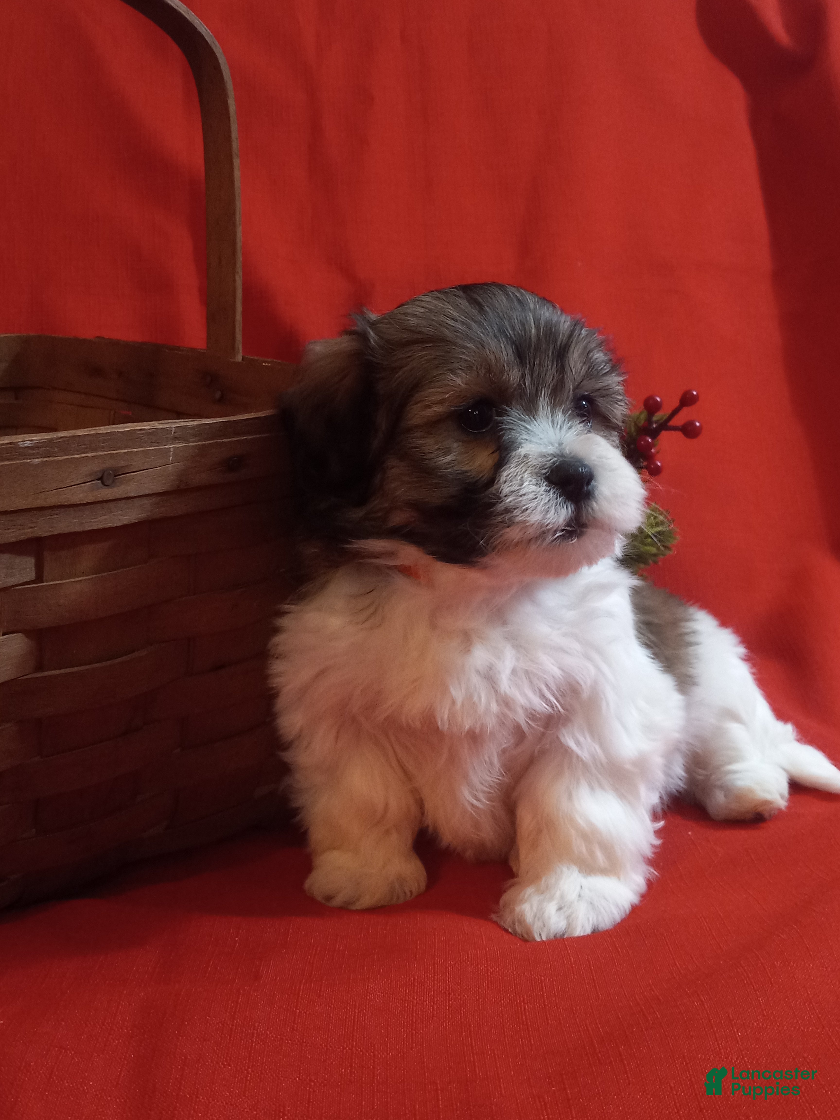 Teddy Bear dogs Misty - Ad 15