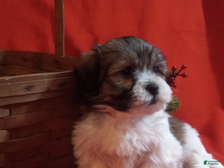 Teddy Bear dogs Misty - Ad 4