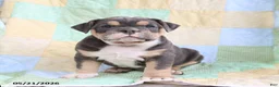 Olde English Bulldogge dogs for sale: Tanner - Ad 2