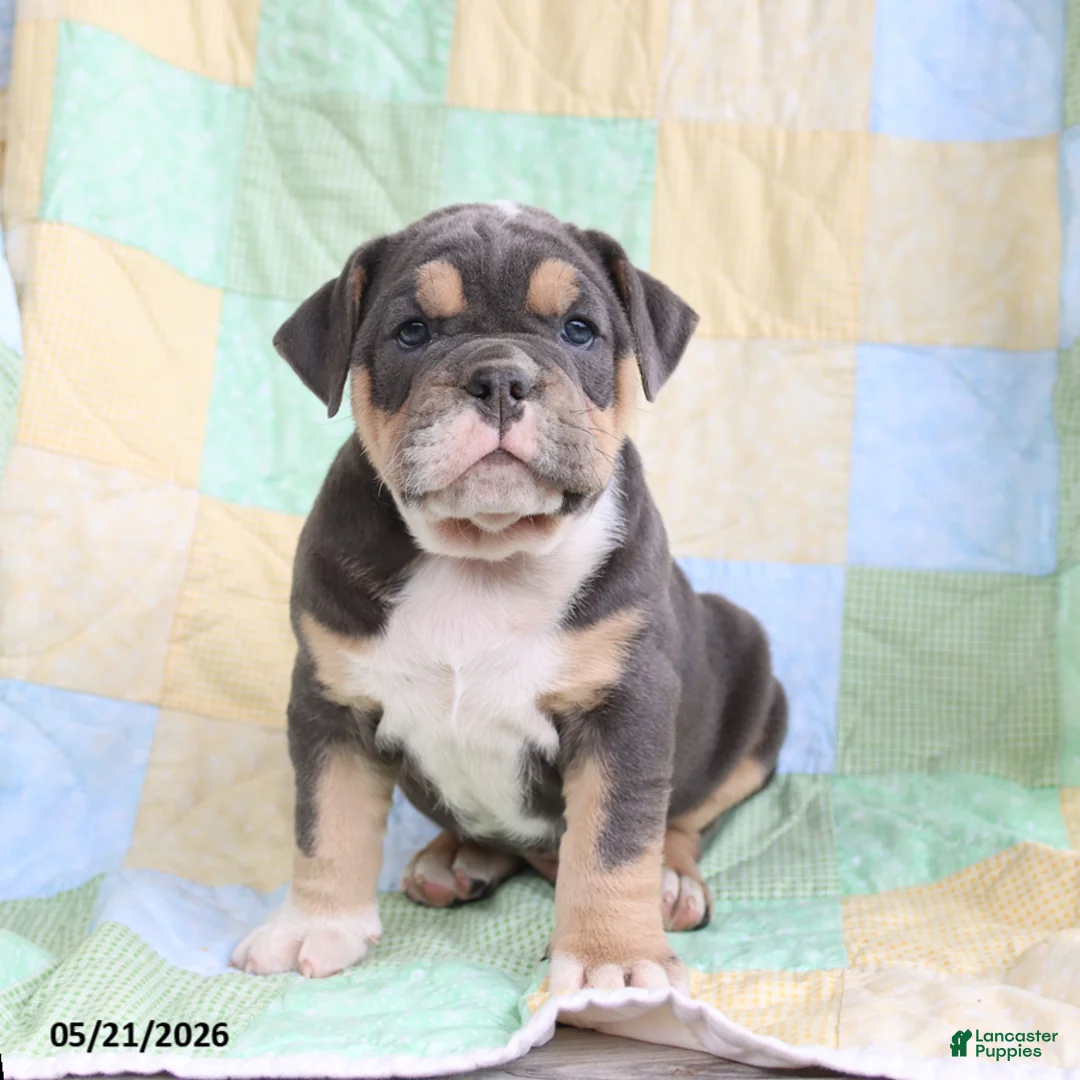 Olde English Bulldogge dogs for sale: Tanner - Ad 2