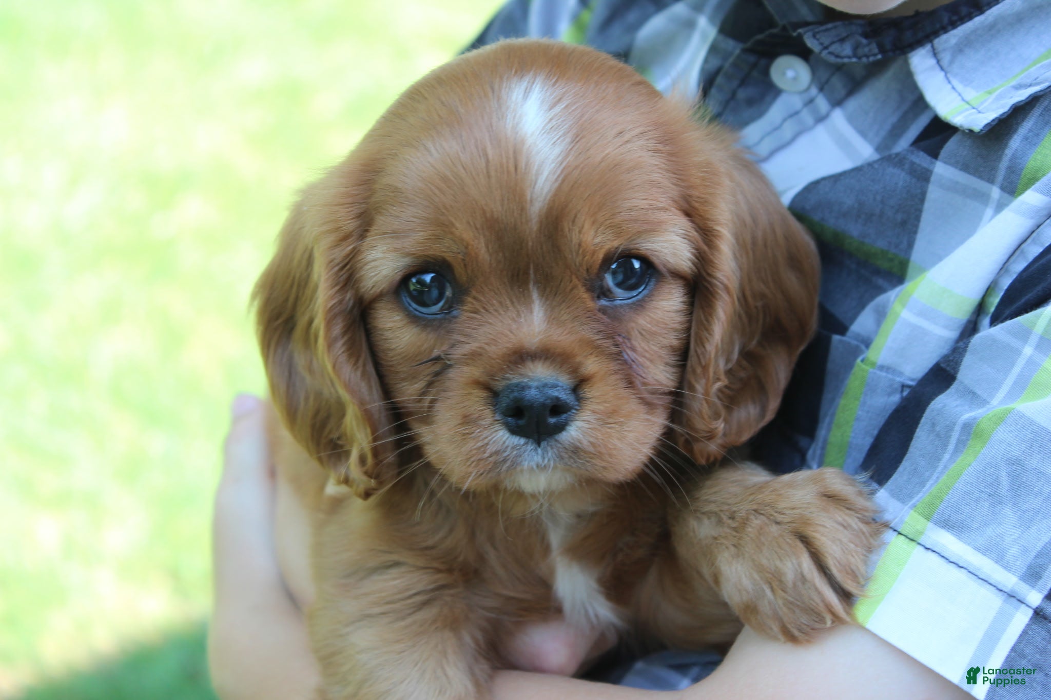 Cavalier King Charles Spaniel dogs for sale: Cavalier King Charles Spaniel 2 - Ad 2