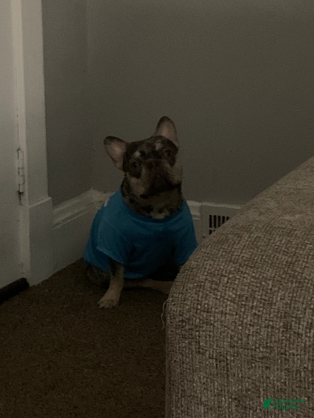 French Bulldog dogs for sale: French Bulldog 1 - Ad 2
