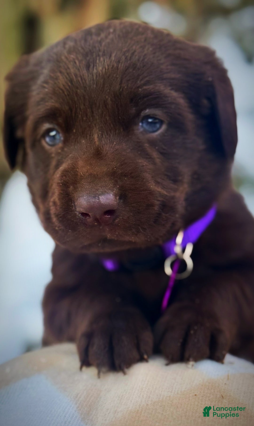 Labrador Retriever dogs for sale: Labrador Retriever Puppy 1 - Ad 10