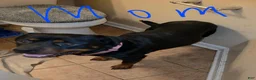 Rottweiler dogs for sale: Rottweiler 4 - Ad 4