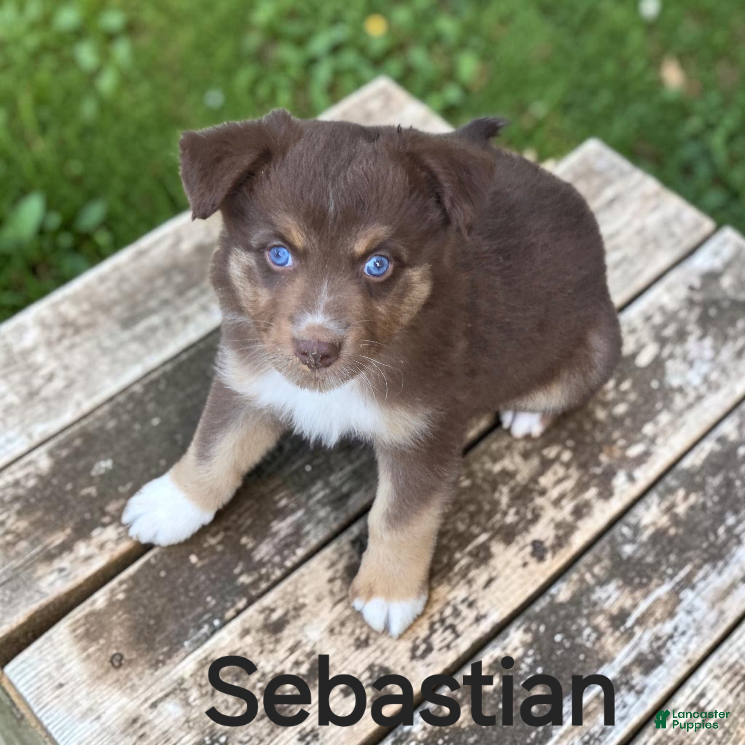 Australian Shepherd dogs Sebastian - Ad 1