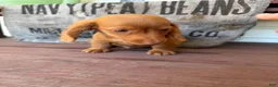 Miniature Dachshund dogs for sale: Toby - Ad 9