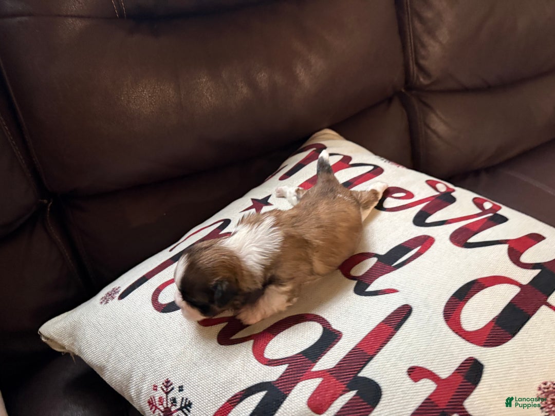 Shih Tzu dogs for sale: Shih Tzu Puppy 6 - Ad 1