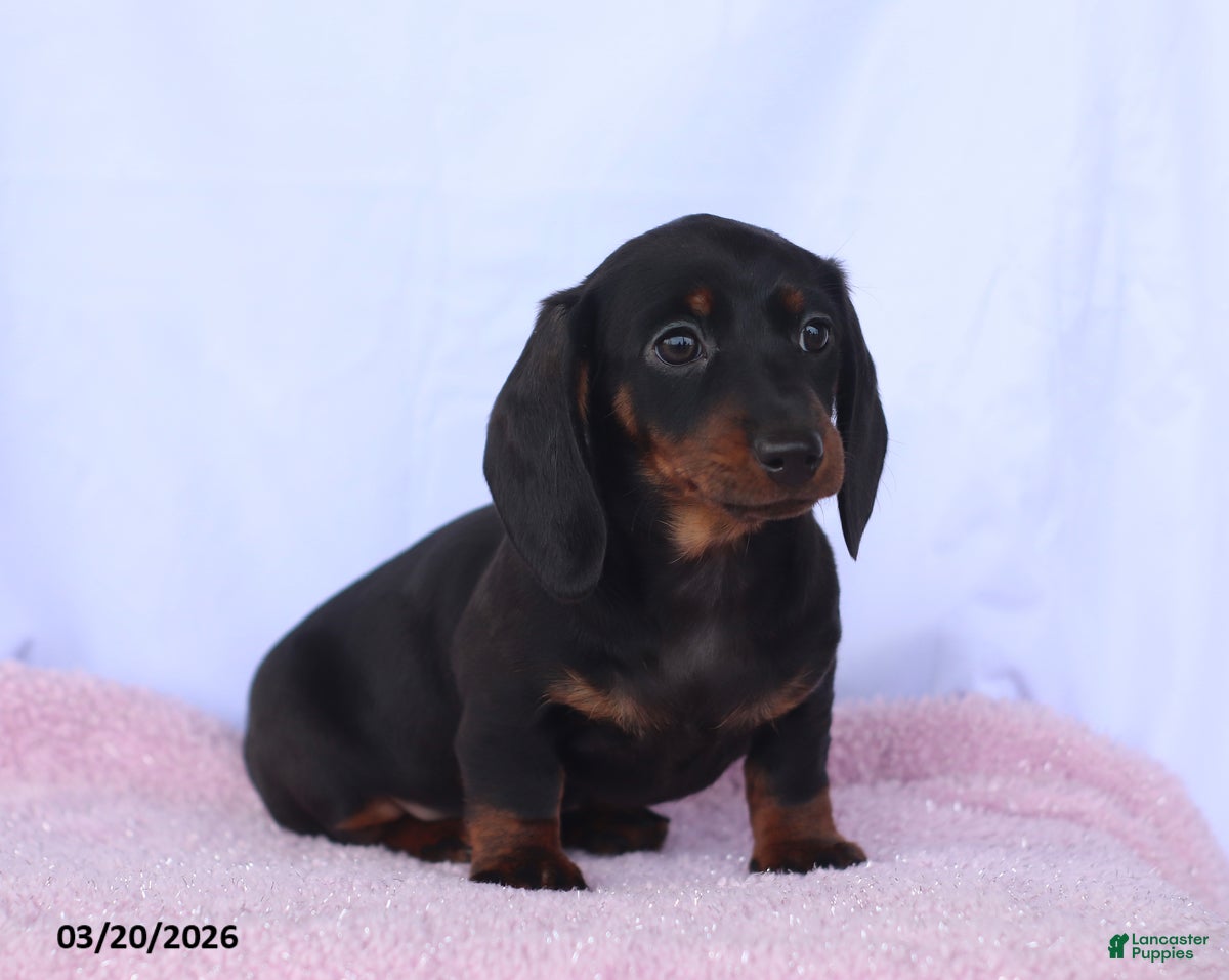 Miniature Dachshund dogs Audrey - Ad 2