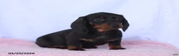 Miniature Dachshund dogs for sale: Audrey - Ad 2