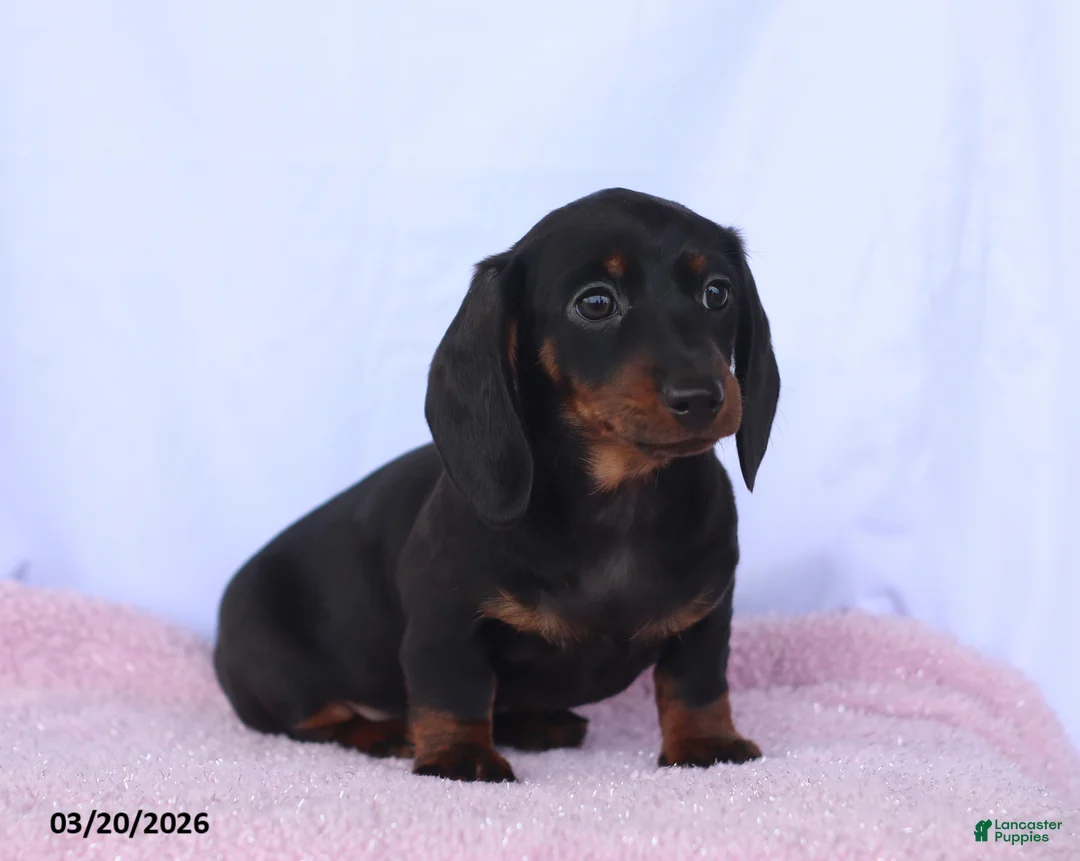 Miniature Dachshund dogs for sale: Audrey - Ad 2