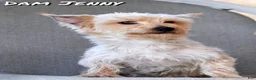 Yorkshire Terrier dogs for sale: Hunter - Ad 10