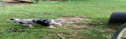 Australian Shepherd dogs for sale: Jasper  - Ad 5