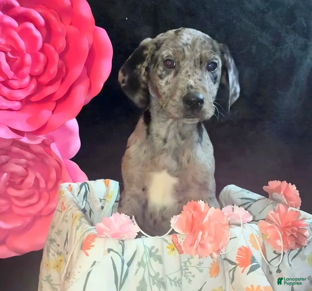 Mixed Breed dogs for sale: Rapunzel - Ad 1