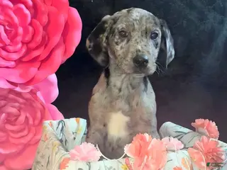 Mixed Breed dogs Rapunzel - Ad 3