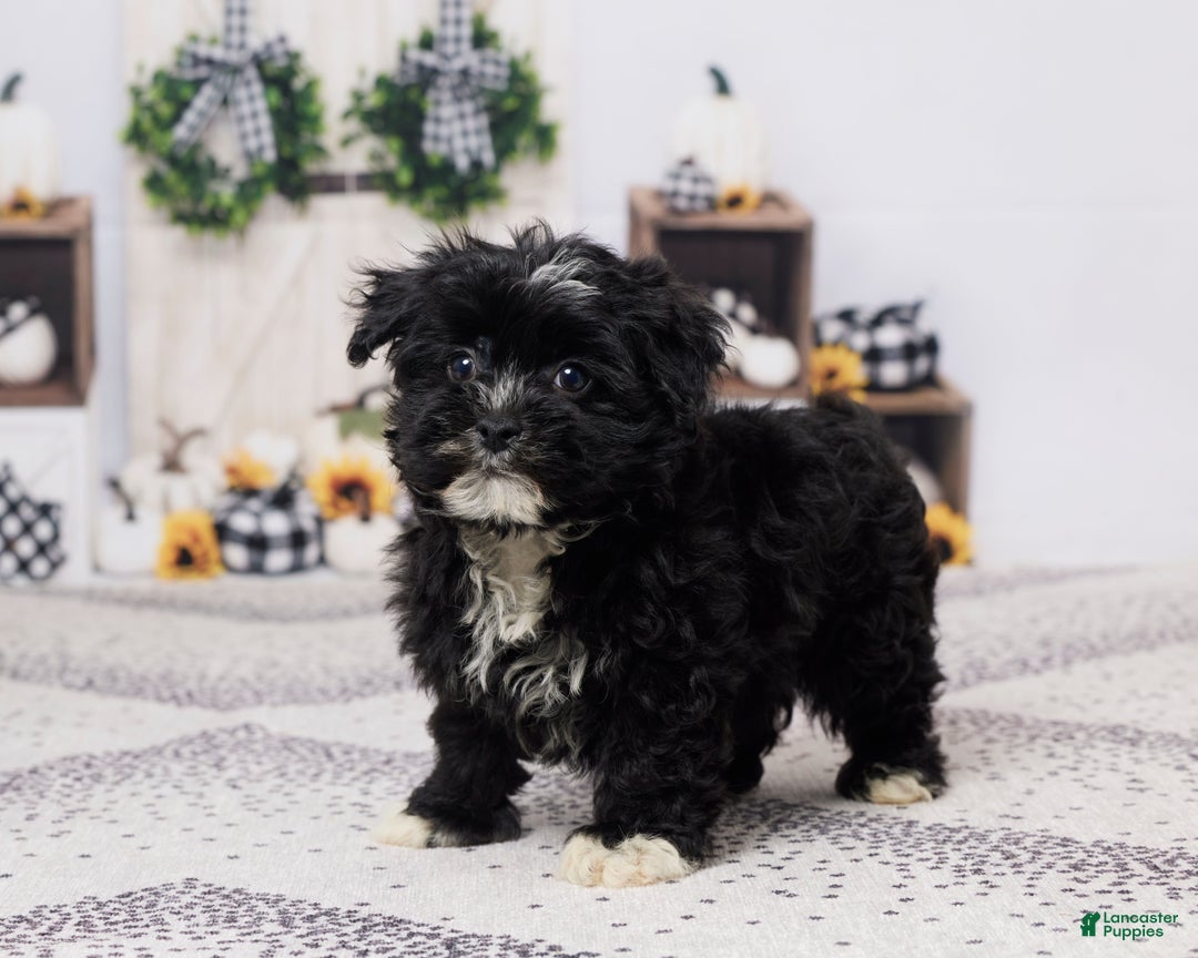 Havapoo dogs for sale: Buster - Ad 5