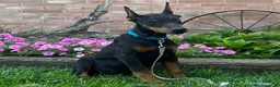 Doberman Pinscher dogs for sale: Zuri - Ad 3