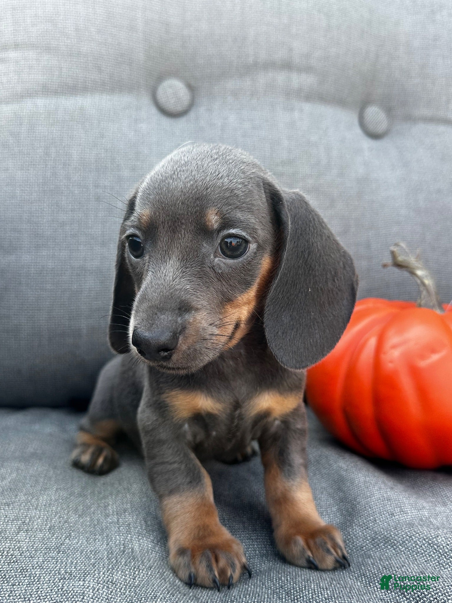 Miniature Dachshund dogs Tucker - Ad 1