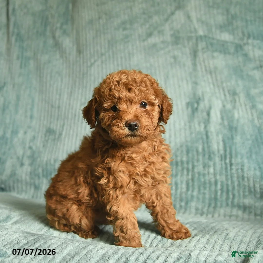 Toy Poodle dogs for sale: Frank  - Ad 1