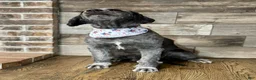 Mini Aussiedoodle dogs for sale: Mini Aussiedoodle 3 Olive - Ad 7