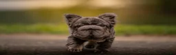French Bulldog dogs for sale: Short Rib - Ad 4