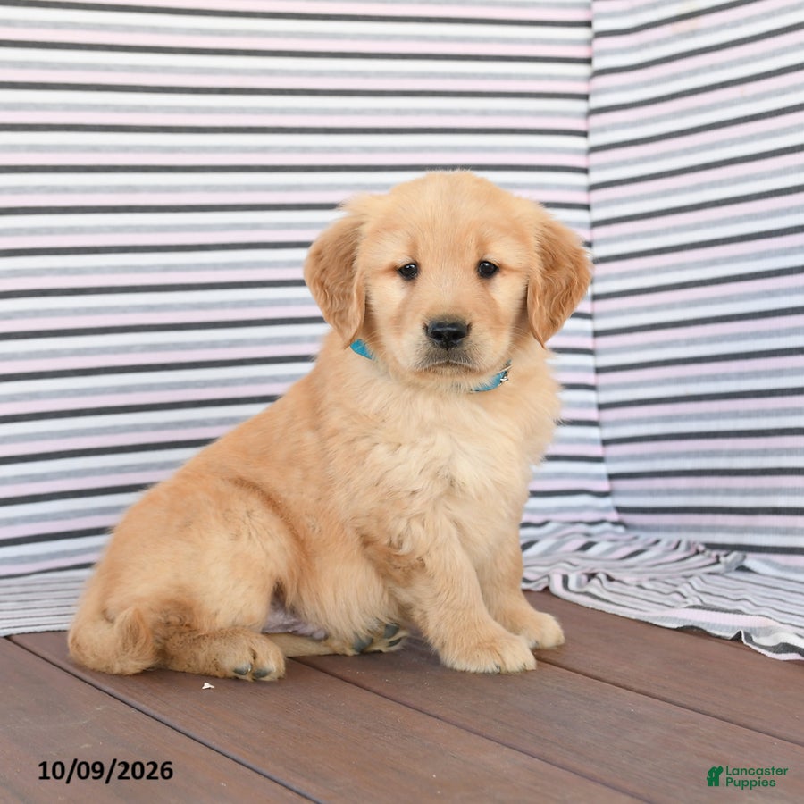 Billy (Golden Retriever, Male) in Peach Bottom, PA