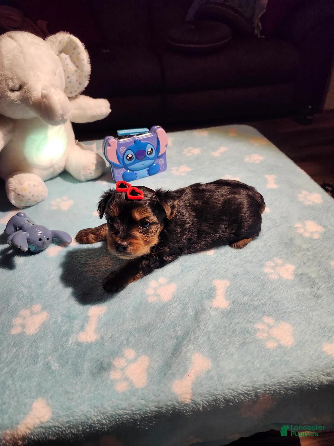 Yorkshire Terrier dogs for sale: Yorkshire Terrier Puppy 1 - Ad 8